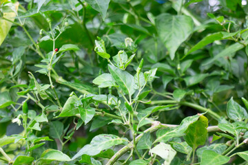 Variety of plants and flowers at flower market