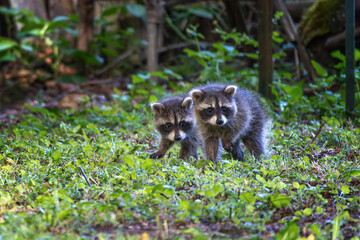 Two raccoon cubs still a little shy on their first walk into the big wide world, animal wildlife photography, copy space, selected focus