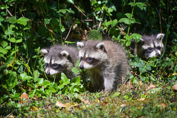 Three raccoon puppies carefully explore their surroundings, in Germany they multiply too much and are considered an invasive species and pest, copy space, selected focus
