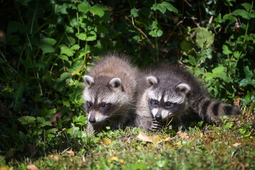 Two cute little raccoon cubs peek out of the bushes, in Germany they are reproducing too much and causing a lot of damage, copy space, selected focus