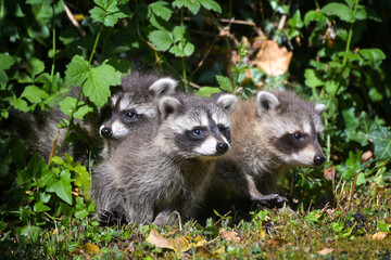 Three young raccoons looking out of the bushes, in Germany the cute animals are considered invasive species, copy space, selected focus