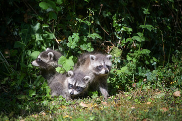 Three curious young raccoons cautiously explore the surroundings at the edge of the forest in Germany, copy space, selected focus