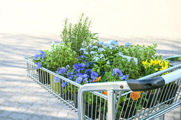 Shopping cart full of potted flowers and herbs to plant in the garden, copy space, selected focus