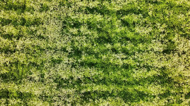 Drone glides right over blooming wild chervil Latvian field, golden sunset hour