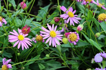 Obraz premium pink and white flowers