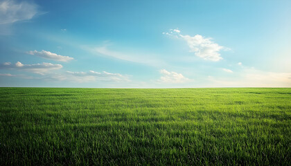 Fototapeta premium Green grass field with sky extending into empty space