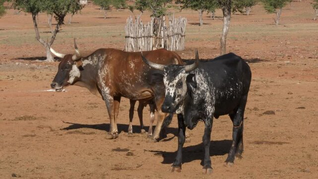 cattle browsing near himba village