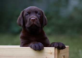 close up portrait of labrador retriever puppy dog ​​on isolated background