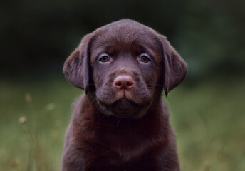 close up portrait of labrador retriever puppy dog ​​on isolated background