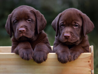 close up portrait of labrador retriever puppy dog ​​on isolated background
