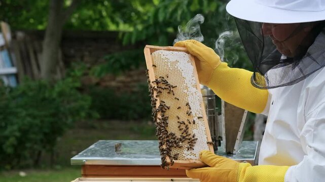 A beekeeper works with the bees and the hives in the apiary. a man in a protective suit at the apiary. Employee pulls the frame from the hive. a man pulls out the honeycomb with honey. Summer harvest