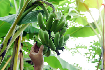 Hand holding a bunch of raw bananas on the tree. soft and selective focus.