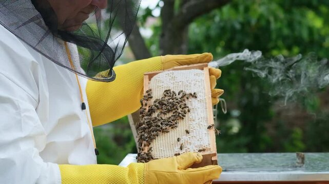 A beekeeper works with the bees and the hives in the apiary. a man in a protective suit at the apiary. Employee pulls the frame from the hive. a man pulls out the honeycomb with honey. Summer harvest