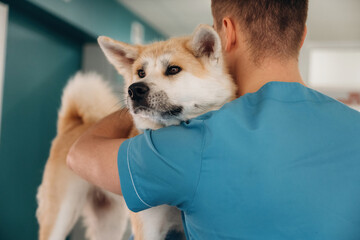 Male veterinarian is with Akita Inu dog in clinic