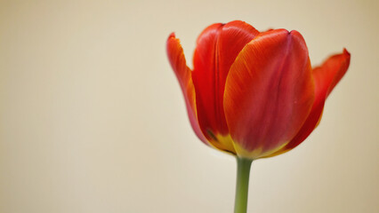 Crimson Tulip in Bloom: A vibrant, single red tulip stands in full bloom, showcasing its delicate petals and elegant form against a simple backdrop.
