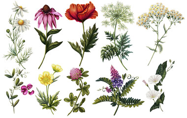Set of wildflowers. Chamomile, poppy, alfalfa, bindweed, yarrow, pea, buttercup, clover, wild carrot, echinacea. Collection of medicinal plants. Prints with meadow flowers © Viktoriia Holovko