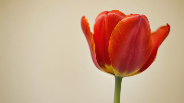 Crimson Tulip in Bloom: A vibrant, single red tulip stands in full bloom, showcasing its delicate petals and elegant form against a simple backdrop.  - Powered by Adobe