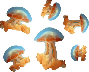 clown jellyfish in the sea1