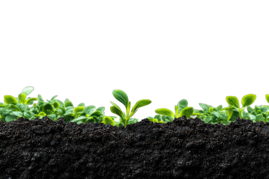 Close-up of young plants sprouting from dark soil (1)