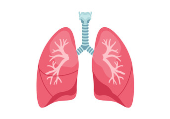 Human lungs and trachea are depicted featuring detailed branching structures and vibrant colors against a white background