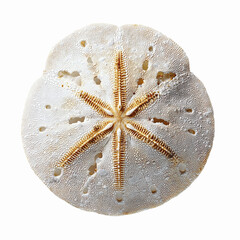 Close-up of a Sand Dollar on a Vibrant Blue