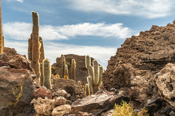 Salar de Uyuni salt plains with large cactuses of island Incahuasi at sunrise time, Andean...