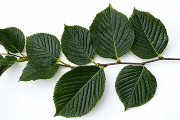 Fototapeta premium Fresh alder twigs with lush green leaves on white background for nature designs.