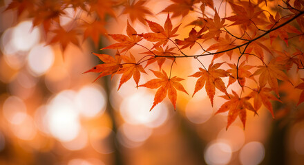 Vibrant Autumn Maple Leaves Nature Photography Fall Foliage Red Orange Colors Seasonal Beauty Background Image