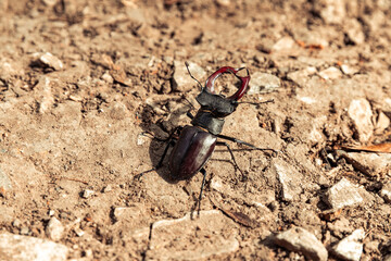 Lucanus cervus, known as the European stag beetle, or the greater stag beetle.