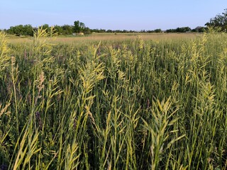 field of wheat
