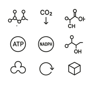 Calvin Cycle Stages Icons. Outline icon set of Calvin cycle stages: ribulose bisphosphate, CO₂ fixation, 3-phosphoglycerate, ATP