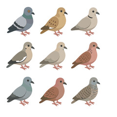 Dove Species Icon Set. Isometric Flat icon set of dove species diversity: rock dove, mourning dove, Eurasian collared dove,