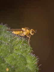 A close-up of a Yellow Swarming Fly (Thaumatomyia notata) on a leaf