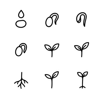 Germination Icon Set. Outline icon set of germination stages: seed imbibition droplet, radicle emergence, hypocotyl hook,