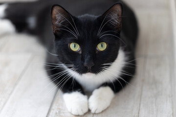 Portrait of a black and white cat with a curious gaze on a blurred grey background