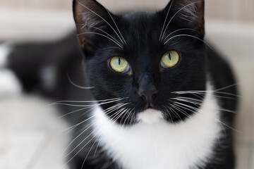 Portrait of a black and white cat with a curious gaze on a blurred grey background