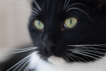 Portrait of a black and white cat with a curious gaze on a blurred grey background