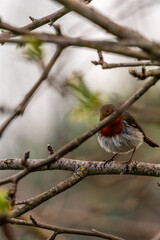 Erithacus rubecula pertenece a la familia de Muscicapidae.