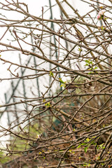 Erithacus rubecula pertenece a la familia de Muscicapidae.