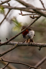 Erithacus rubecula pertenece a la familia de Muscicapidae.
