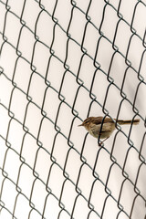 Phylloscopus collybita pertenece a la familia de Phylloscopidae.
