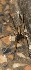 Wolf spider Camouflaged