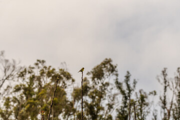 Serinus canaria pertenece a la familia de Fringillidae.