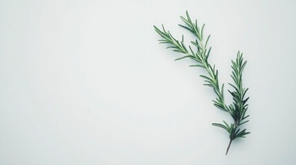 Fototapeta premium Isolated rosemary sprig over white, simplicity and elegance