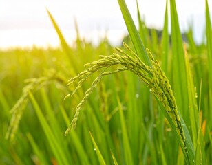A close-up of green rice ears (unripe Thai rice) gently drooping under their weight in a lush paddy field. The grains are still young, light green with slightly translucent husks, surrounded by vibran