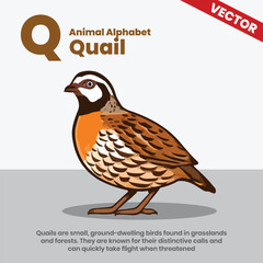 Quail animal alphabets A to Z vector style infographic including explanation