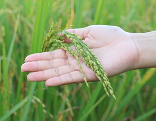 A close-up shot of a woman's hand gently holding a stalk of unripe Thai jasmine rice (Hom Mali variety). The rice ear is pale green, slightly translucent, with tightly packed grains still in their hus