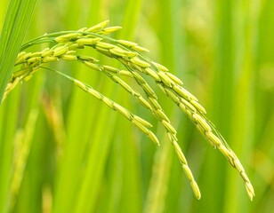 A close-up of green rice ears (unripe Thai rice) gently drooping under their weight in a lush paddy field. The grains are still young, light green with slightly translucent husks, surrounded by vibran