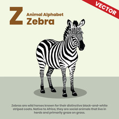 Zebra animal alphabets A to Z vector style infographic including explanation