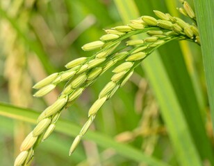 A close-up of green rice ears (unripe Thai rice) gently drooping under their weight in a lush paddy field. The grains are still young, light green with slightly translucent husks, surrounded by vibran